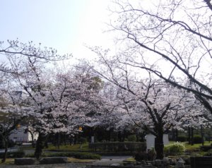 【2018.03.26】事務所近くにある三本松公園の桜