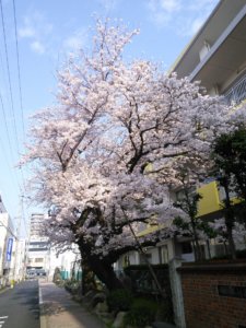 【2018.03.27】事務所近くの日吉小学校の桜